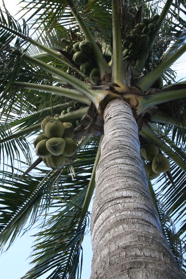 [coconut-tree.jpg]