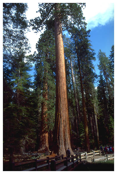 [sequoia.jpg]