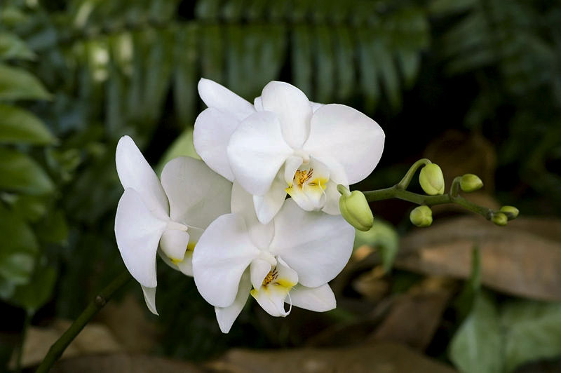 [800px-Phalaenopsis_white_cultivar_2_altのコピー.jpg]