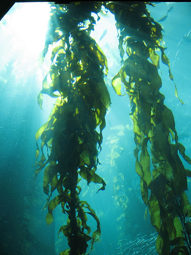 [kelp+forest.jpg]