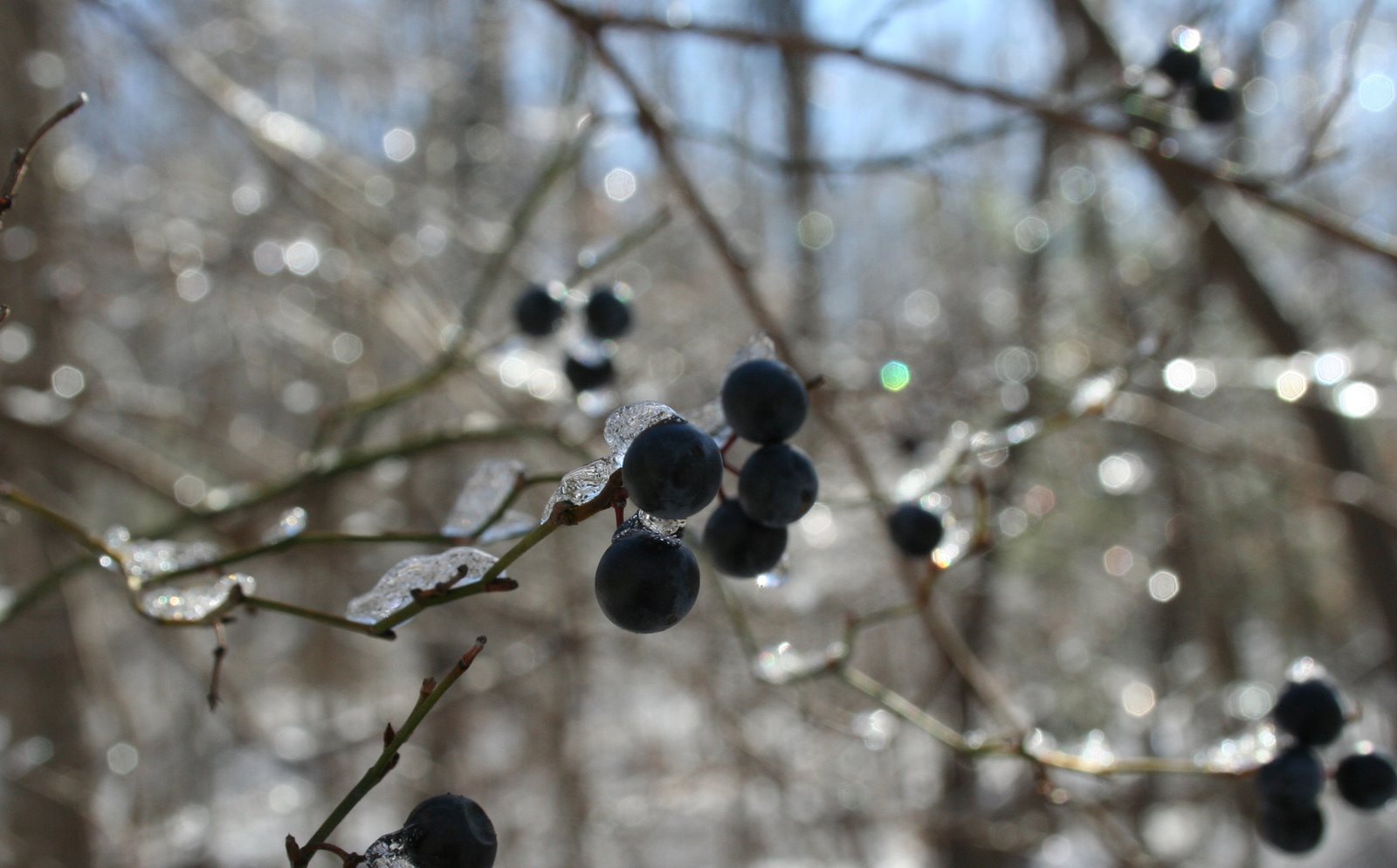 [cold+berries.jpg]
