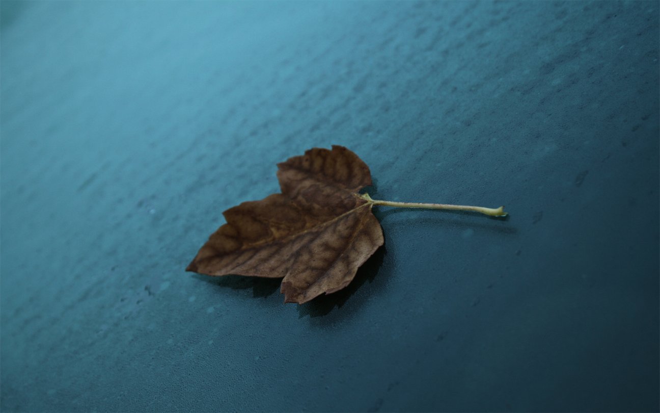 [First_leaf_of_falljpg.jpg]