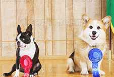 [DOGS+with+blue+ribbons-2.jpg]