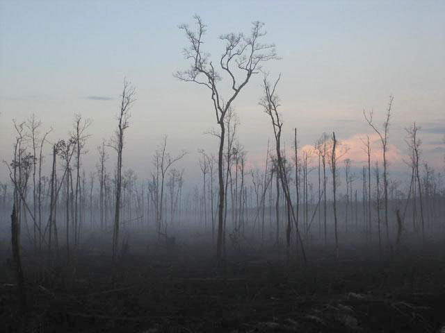 Hutan Nusantara Rusak 2,7 Juta Hektar Per Tahun
