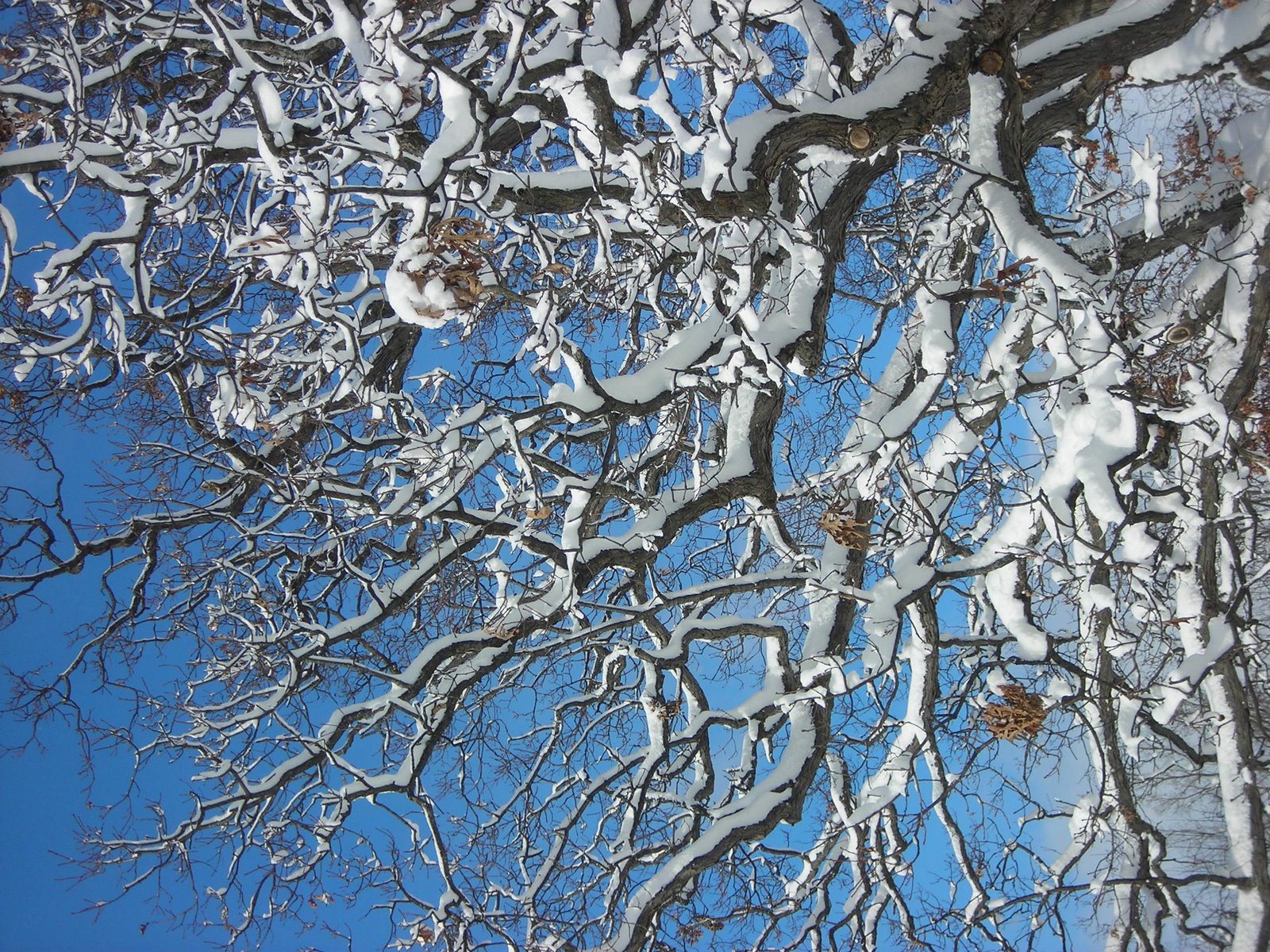 [oak_in_winter.jpg]