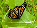 Metamorphosis of a Monarch