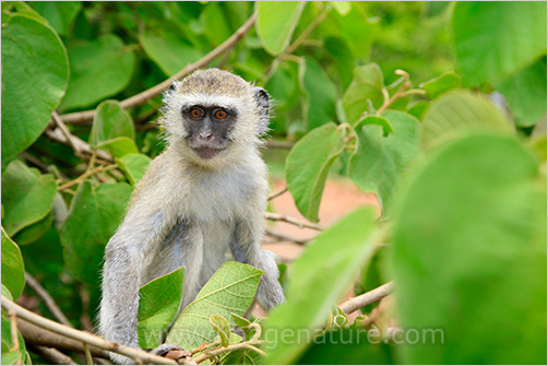 Vervet Monkey (Chlorocebus pygerythrus)