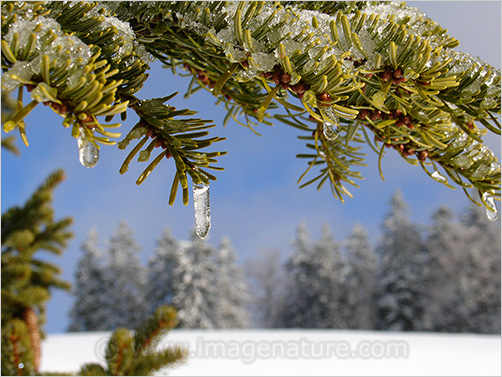 Another winter image: Christmas tree