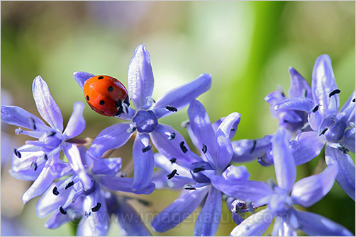 Blue spring flowers with ladybird