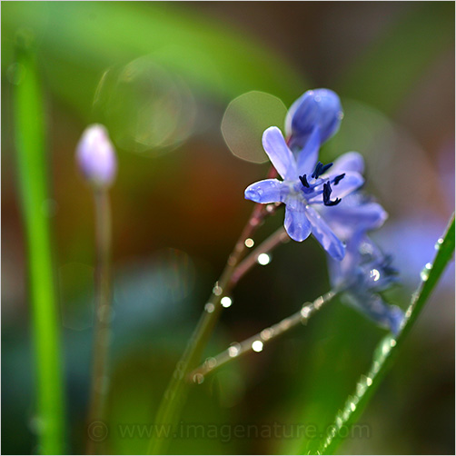 Spring blue pretty flower