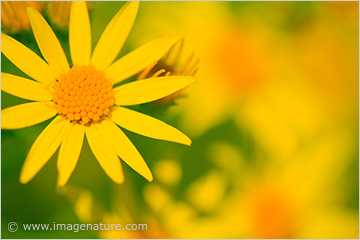 Macro photo of yellow flowers