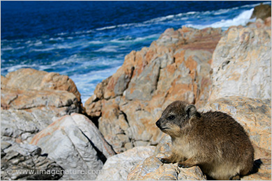 Cape Hyrax, Rock Hyrax (Procavia capensis)