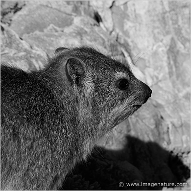 Rock Hyrax, Cape Hyrax (Procavia capensis)