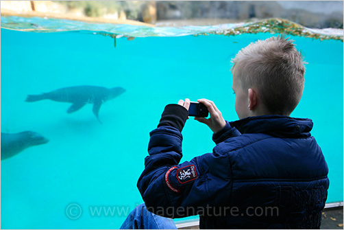 Boy photographing marine seals in Berlin zoo