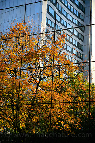 Fall tree reflection in a glass building