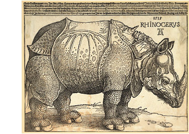 Rinoceronte, de Durero