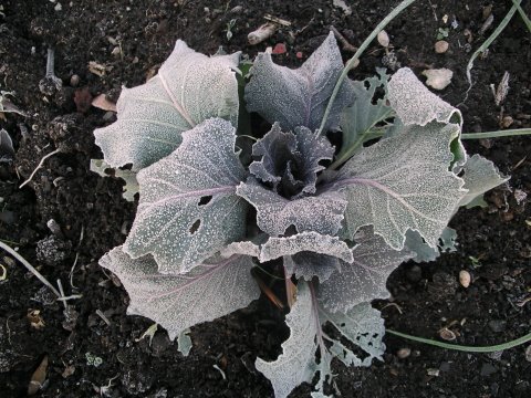 [frost+on+cabbage.JPG]