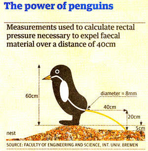 [52941_formatted_a114_penguin.jpg]
