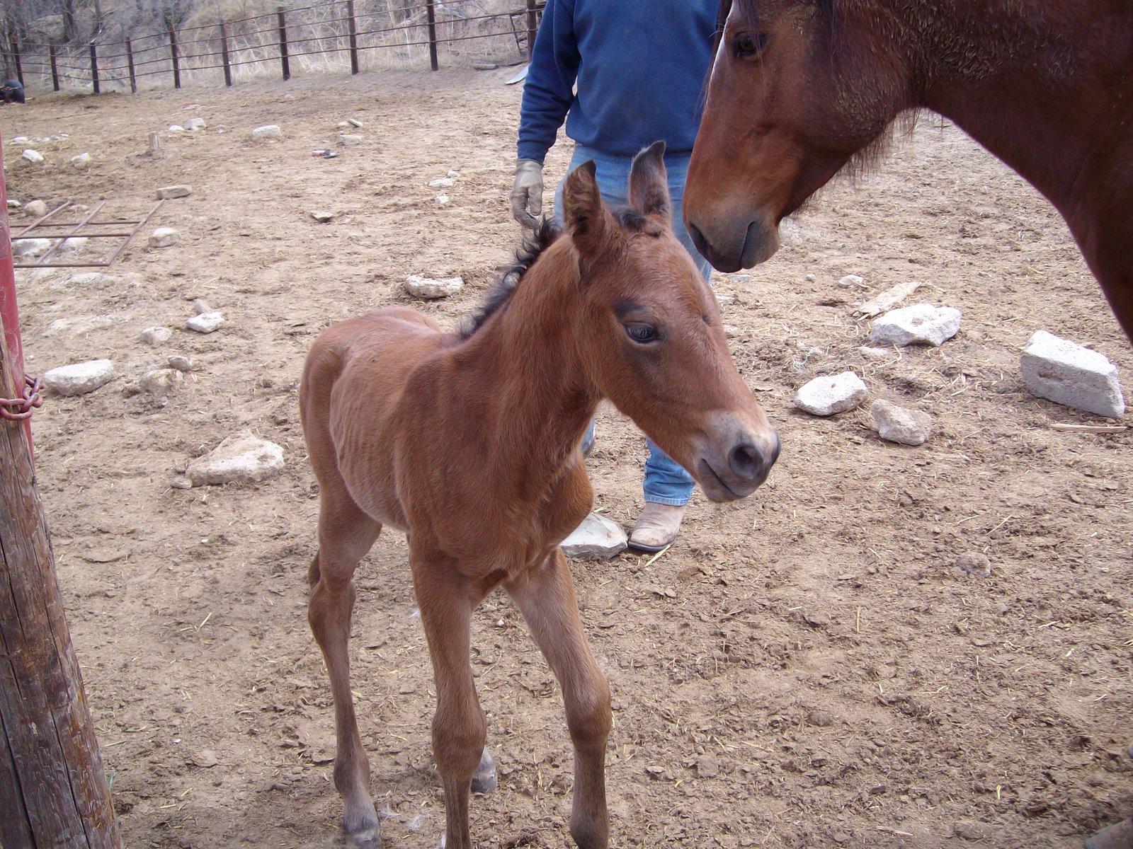 [Baby+Horse+4_5_08+012.jpg]