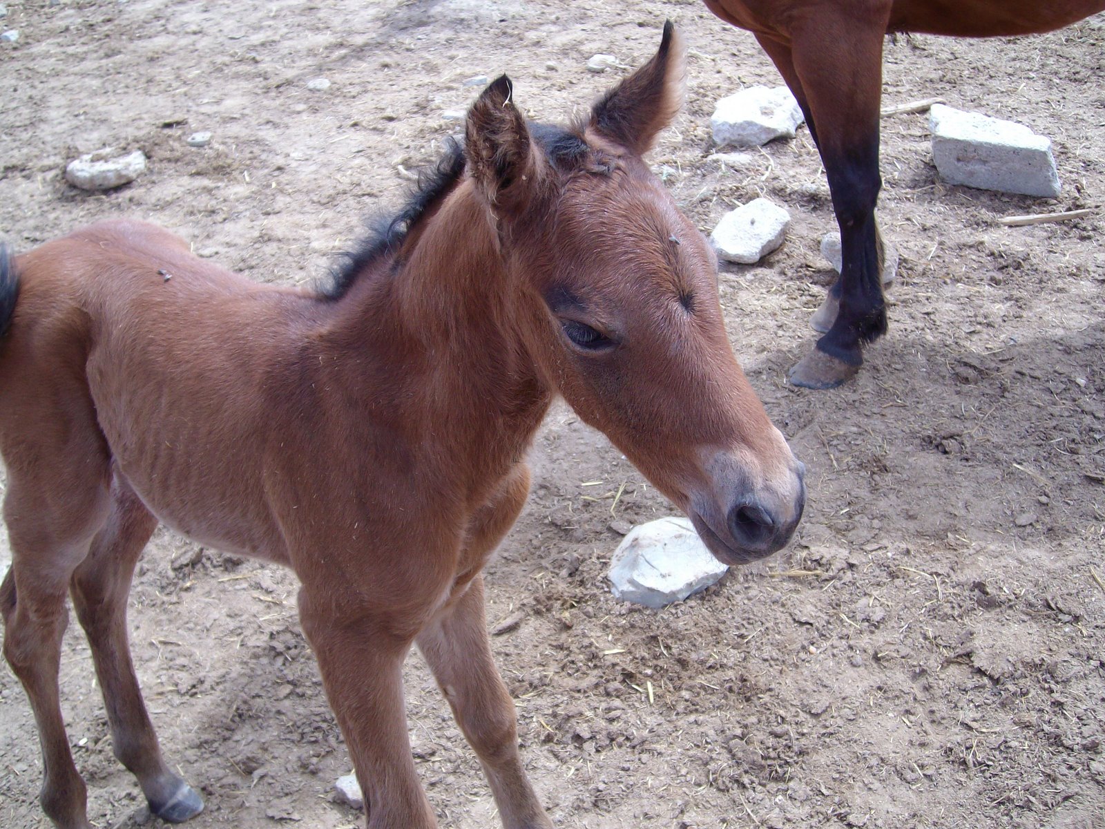 [Baby+Horse+4_5_08+002.jpg]