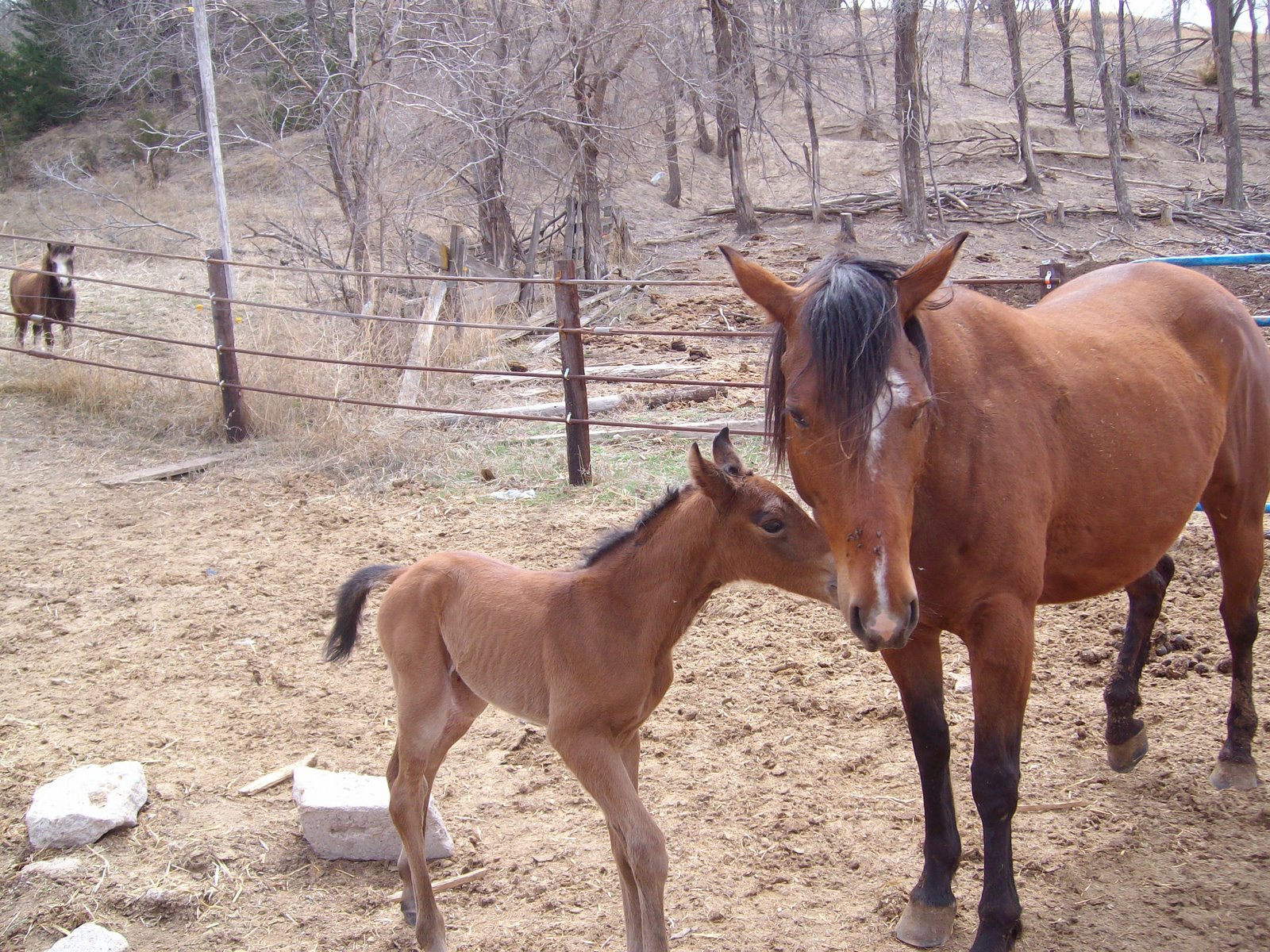 [Baby+Horse+4_5_08+009.jpg]