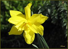 [daffodil+defromed.jpg]