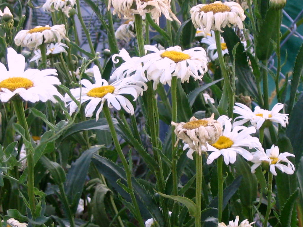 [BB3J+Chrysanthemum+Shasta+Daisy+Alaska+08-07-13+1.JPG]
