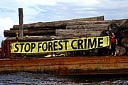 [Stop+forest+crime.jpg]