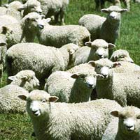 [sheep_flock.jpg]