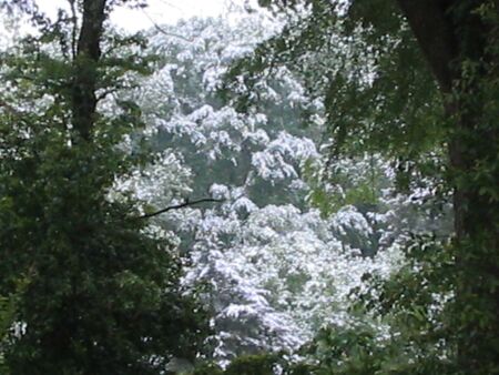 [snow+on+the+trees.jpg]