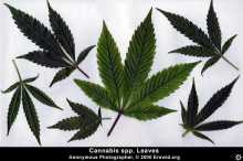[cannabis_spp_leaf4_sm2.jpg]