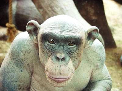 Image result for hairless chimp | Animals, Chimpanzee 