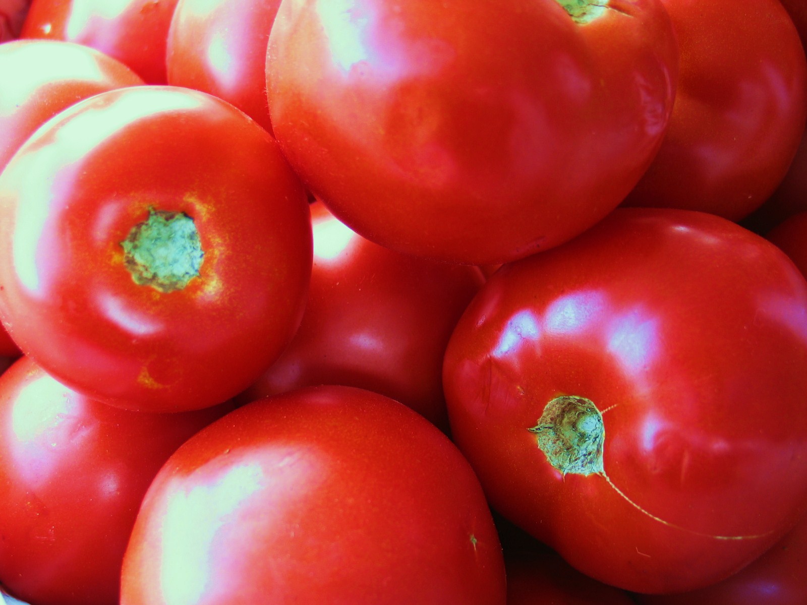 [Red+tomatoes.JPG]