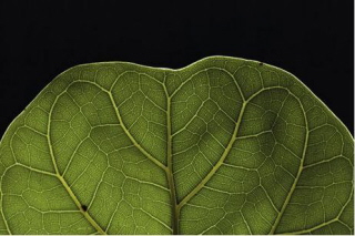 [leaf.JPG]