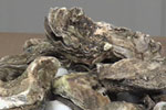 [oysters_thumb.jpg]