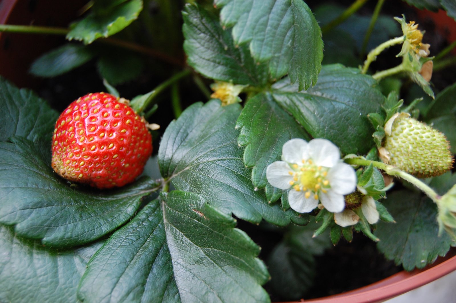 [strawberryplant5.JPG]