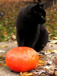 [626270_pumpkin_and_a_black_cat.jpg]