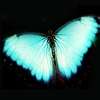 [Butterfly-Avatars_301.jpg]