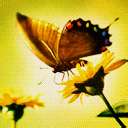 [Butterfly-Avatars_53.jpg]