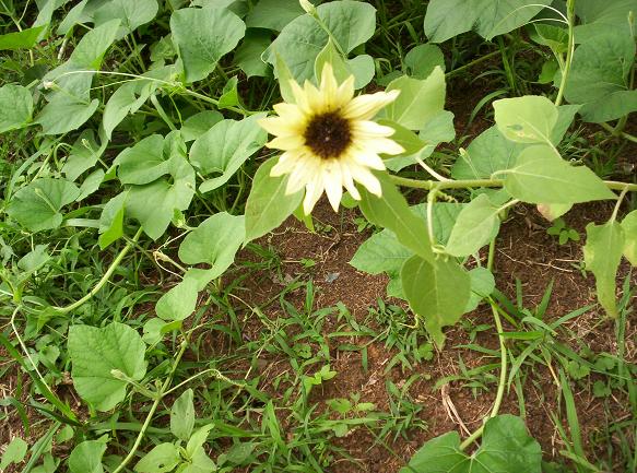 [100_0556+blog+sunflower+2.JPG]