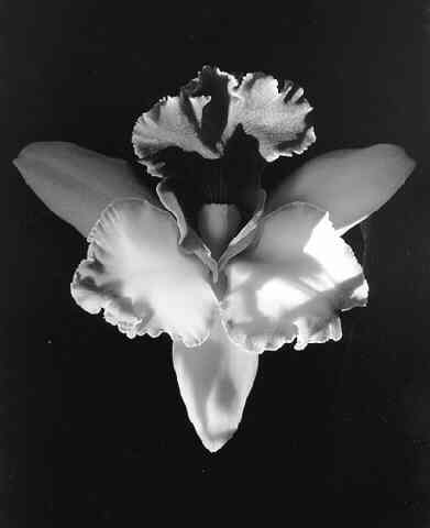 [orchid1985.jpg]