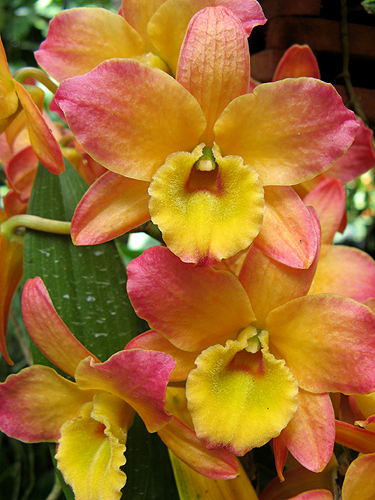 [pinkorange+orchid.JPG]