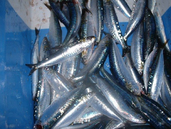 [pic16_glowing_sardines.jpg]