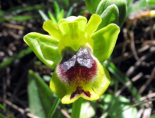 [Ophrys+sicula_01.jpg]