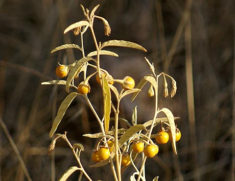 [Solanum+elaeagnifolium_04.jpg]