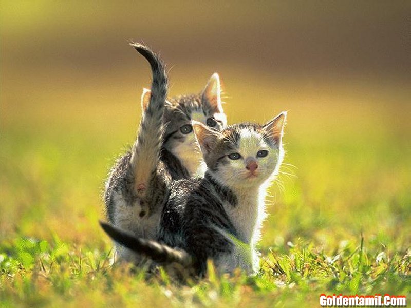 [cute+kittens.JPG]