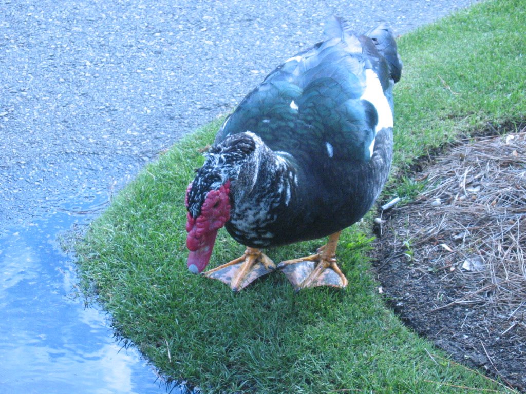 [IW+muscovy+duck+up+close.JPG]