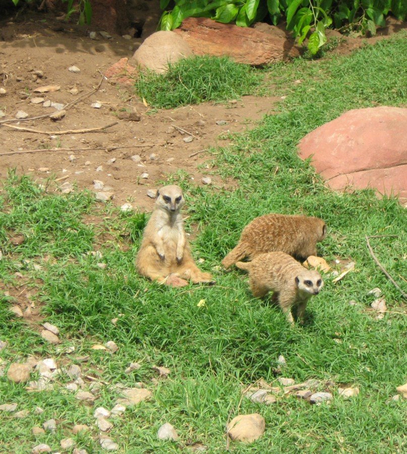 [4+meerkats.JPG]