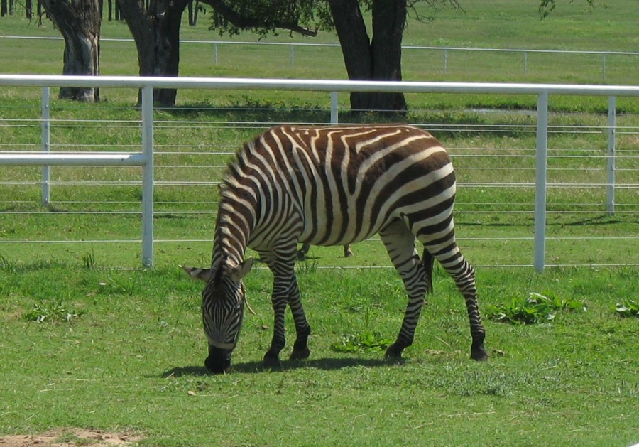 [6+zebra.JPG]