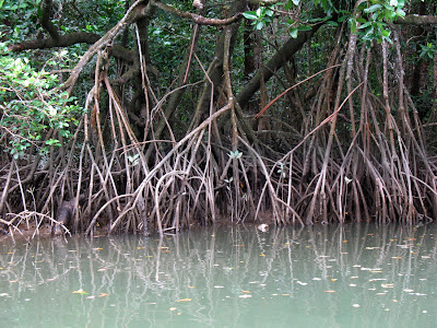 Daintree River and mangroves
